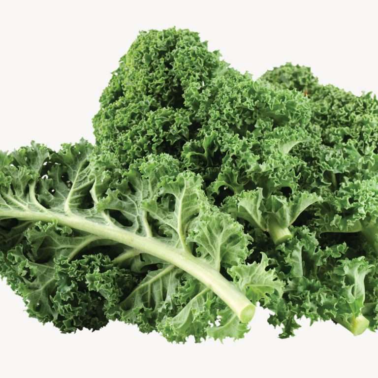 Choux Kale vert (kg) - Le potager du bien manger